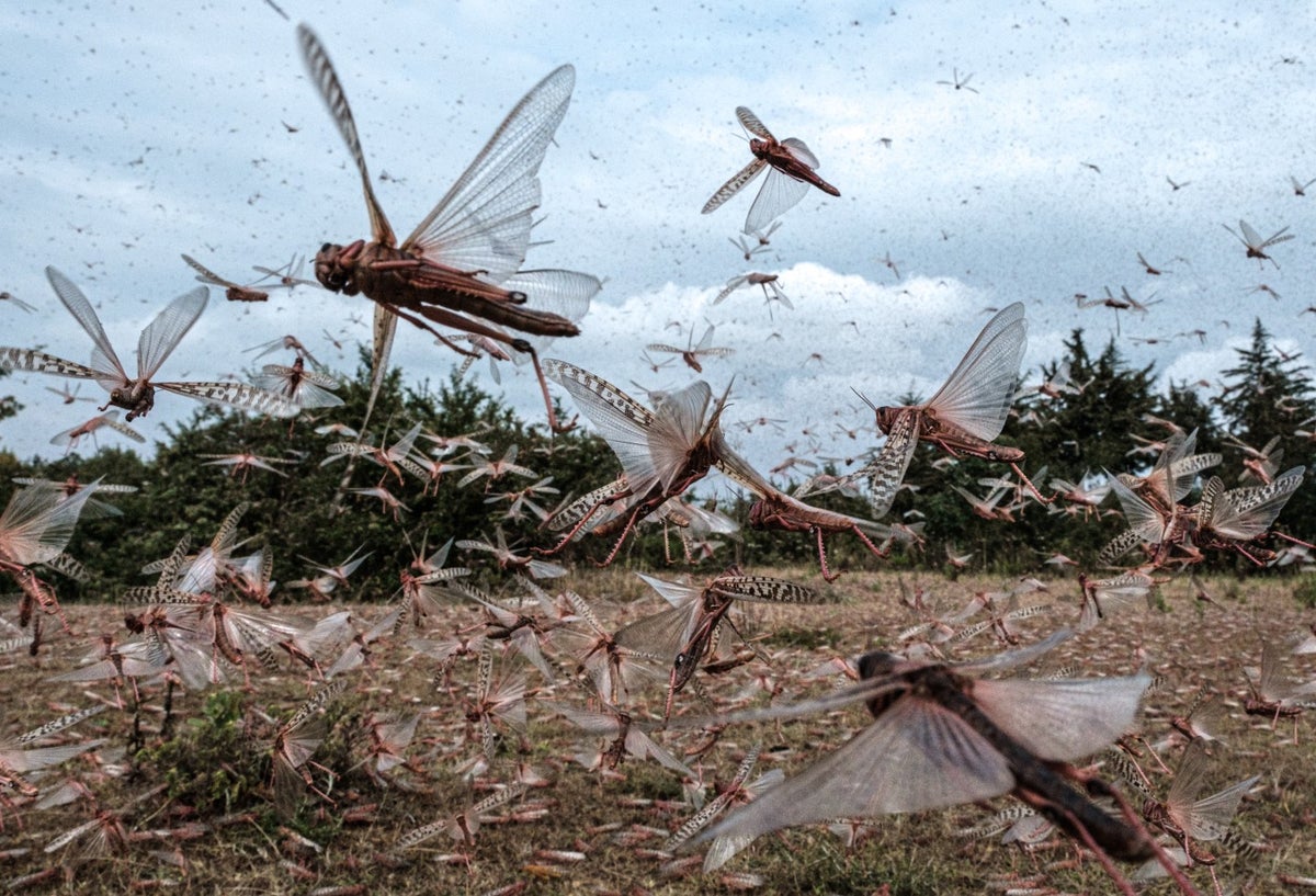 Plaga de langostas