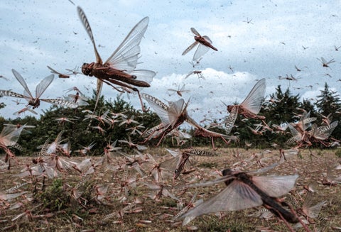 Plaga de langostas