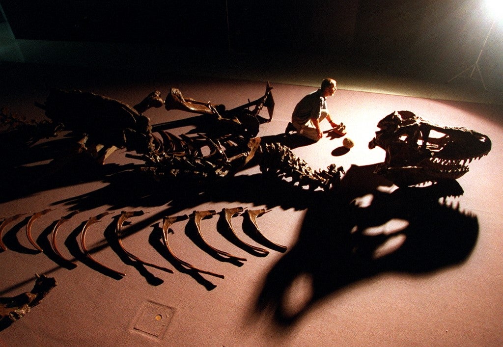 Fósiles de dinosaurios
