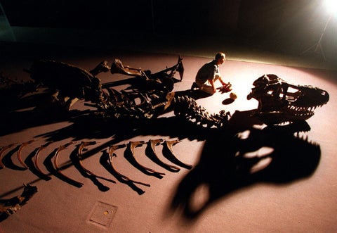 Fósiles de dinosaurios