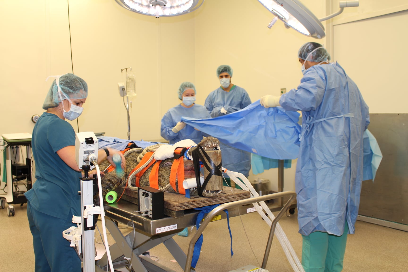 Anuket, la cocodrilo que se comió un zapato