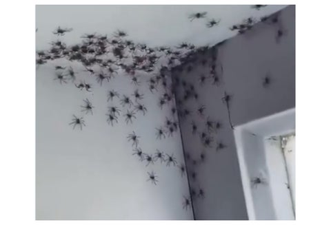 Así fue la invasión de arañas a la habitación de una niña.