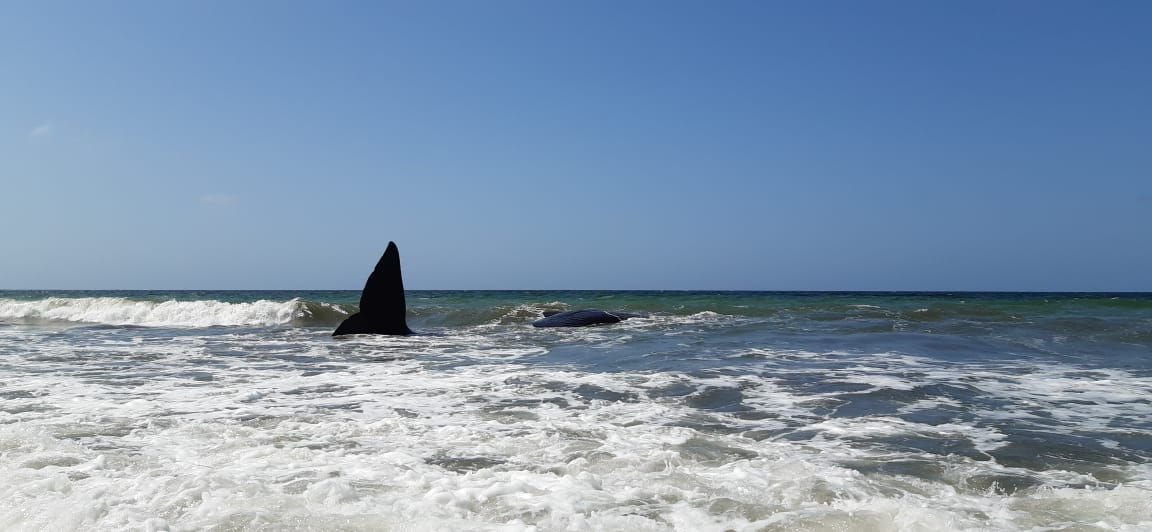 La ballena fue avistada ayer en la mañana.