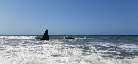 La ballena fue avistada ayer en la mañana.