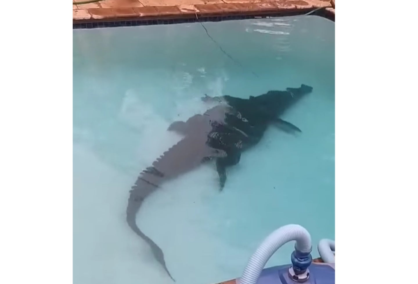 Cocodrilo en vivienda de Sudáfrica