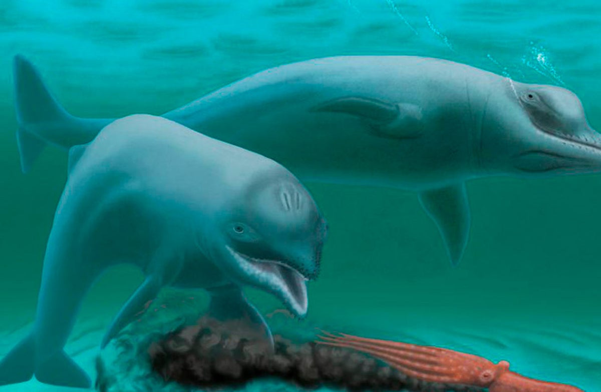 Delfines en el oceano