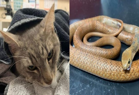 Gato murió tras salvar dos niños de venenosa serpiente