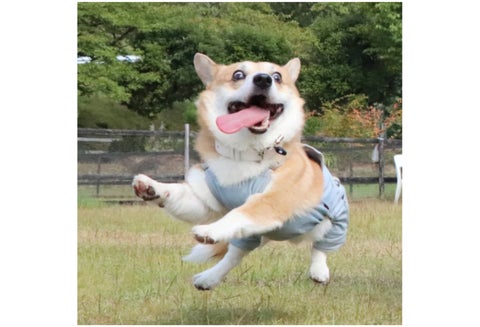 Gen, el perro de los memes
