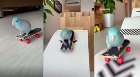 Loro skater