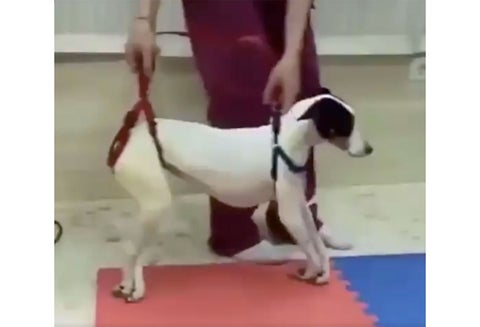 Perrita rehabilitada