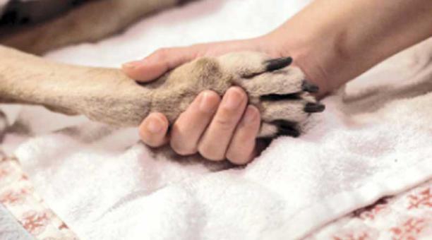 Pata de perro - Huella de perro