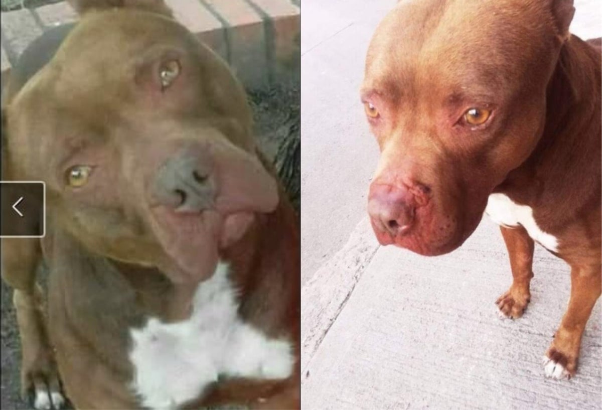 Perro al que policía le disparó