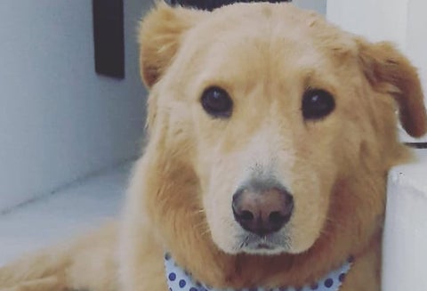 Perro Toby