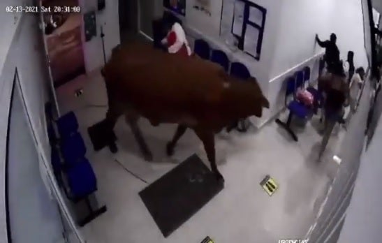 Vaca en hospital