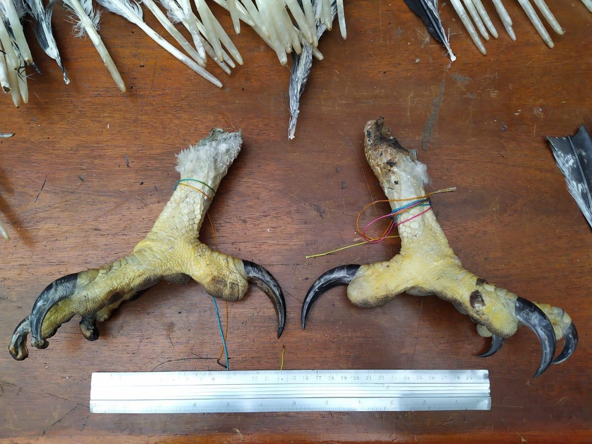 Patas de águila