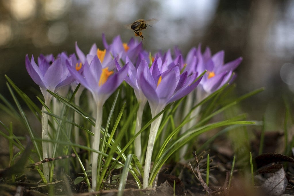 Polen de las flores