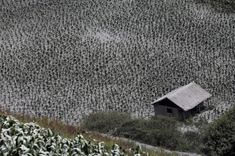 lluvia de ceniza