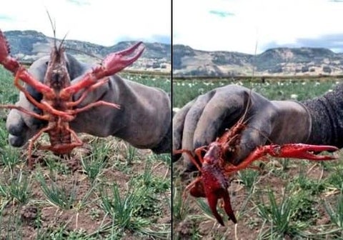 Tota, Boyacá, langostas, plaga, invasión