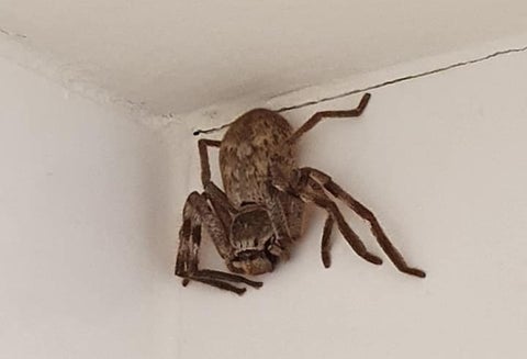 Araña gigante en Australia