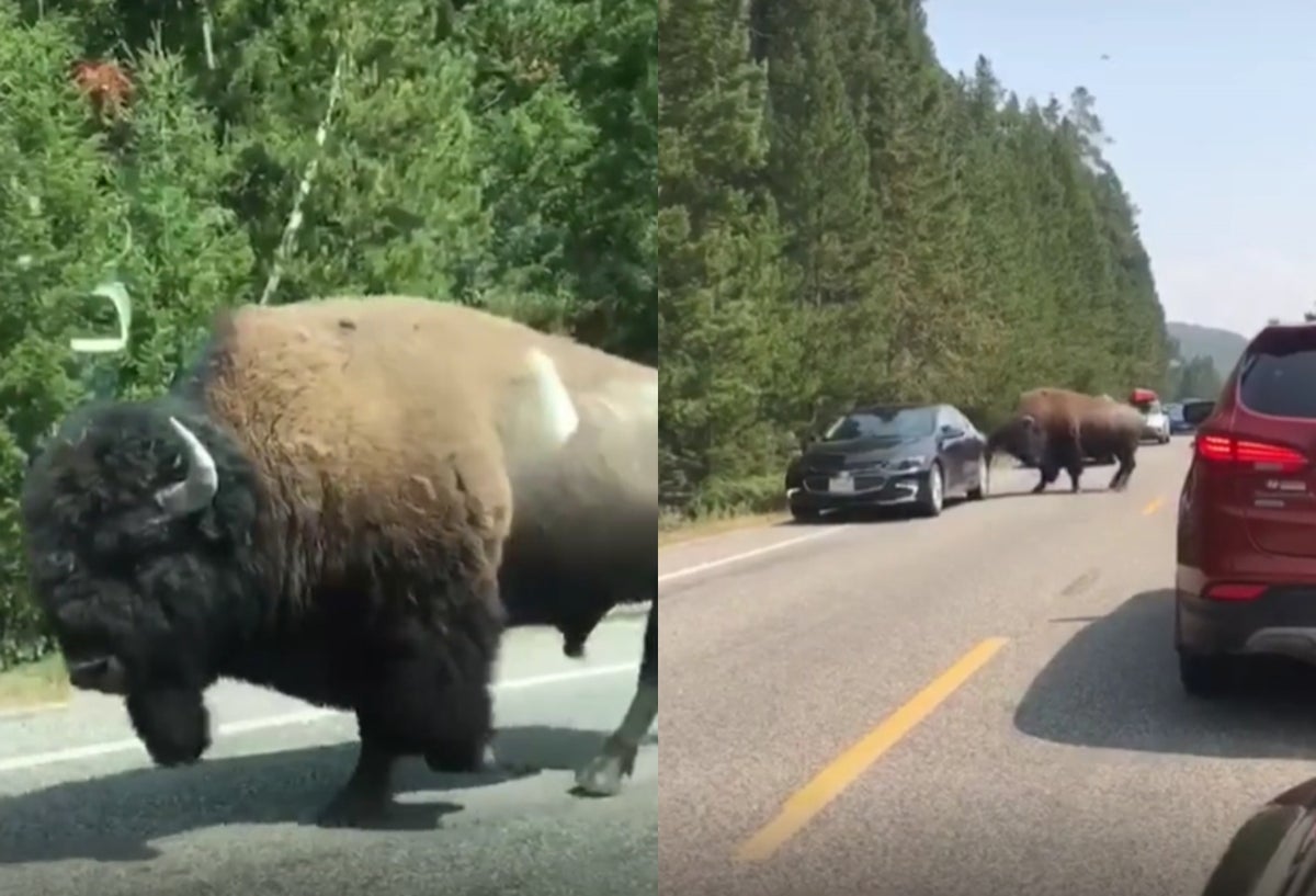 Bisonte ataca un carro