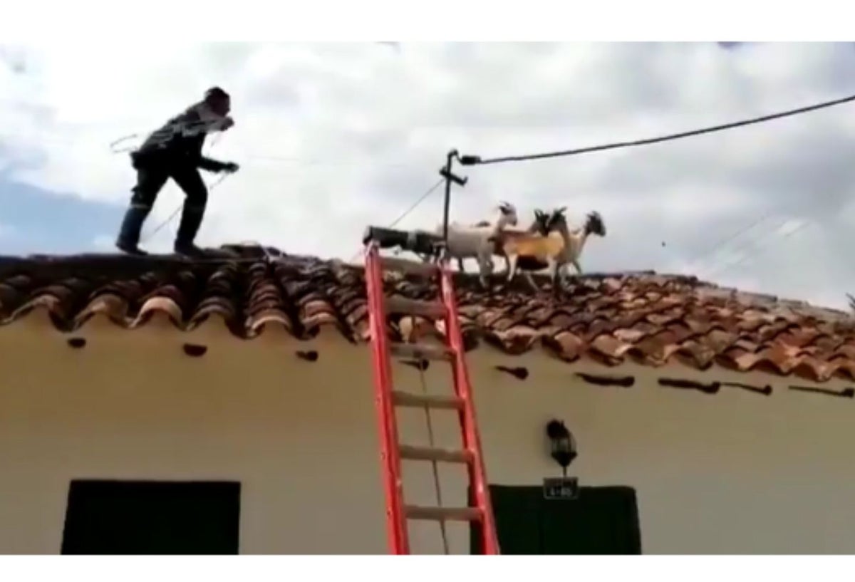 Cabras rescatadas por bomberos
