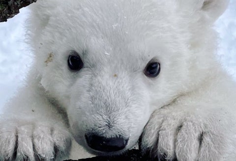 Cachorro de oso polar en Zoológico de Detroit