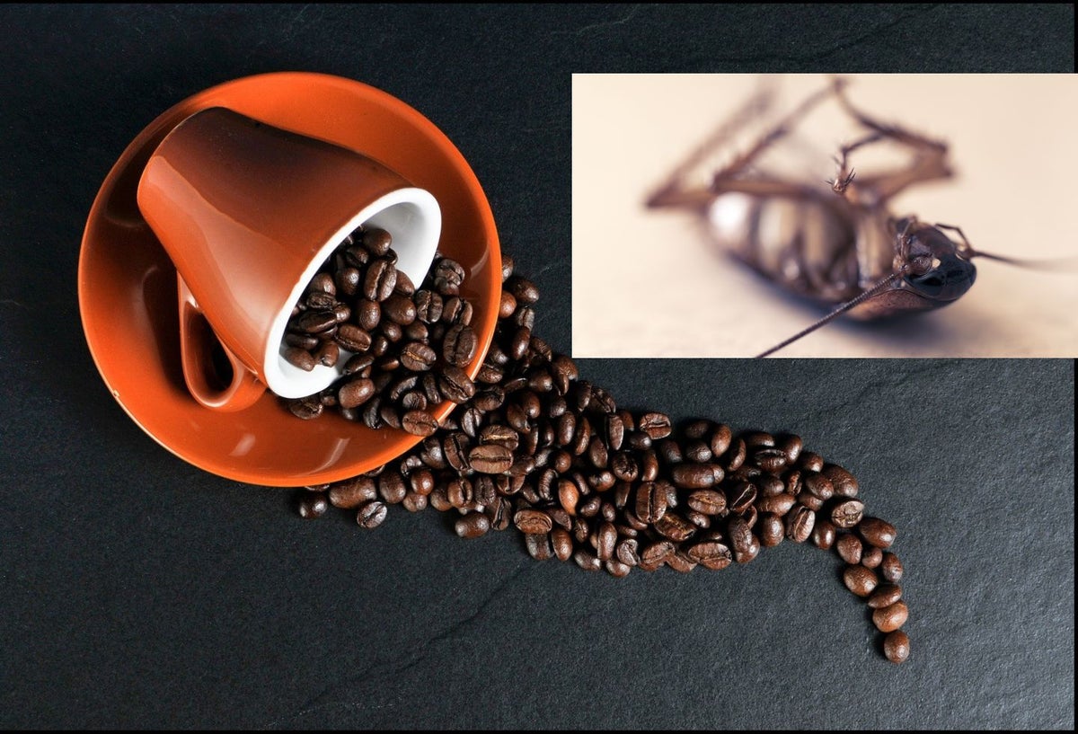 Café y cucarachas, la advertencia de un médico
