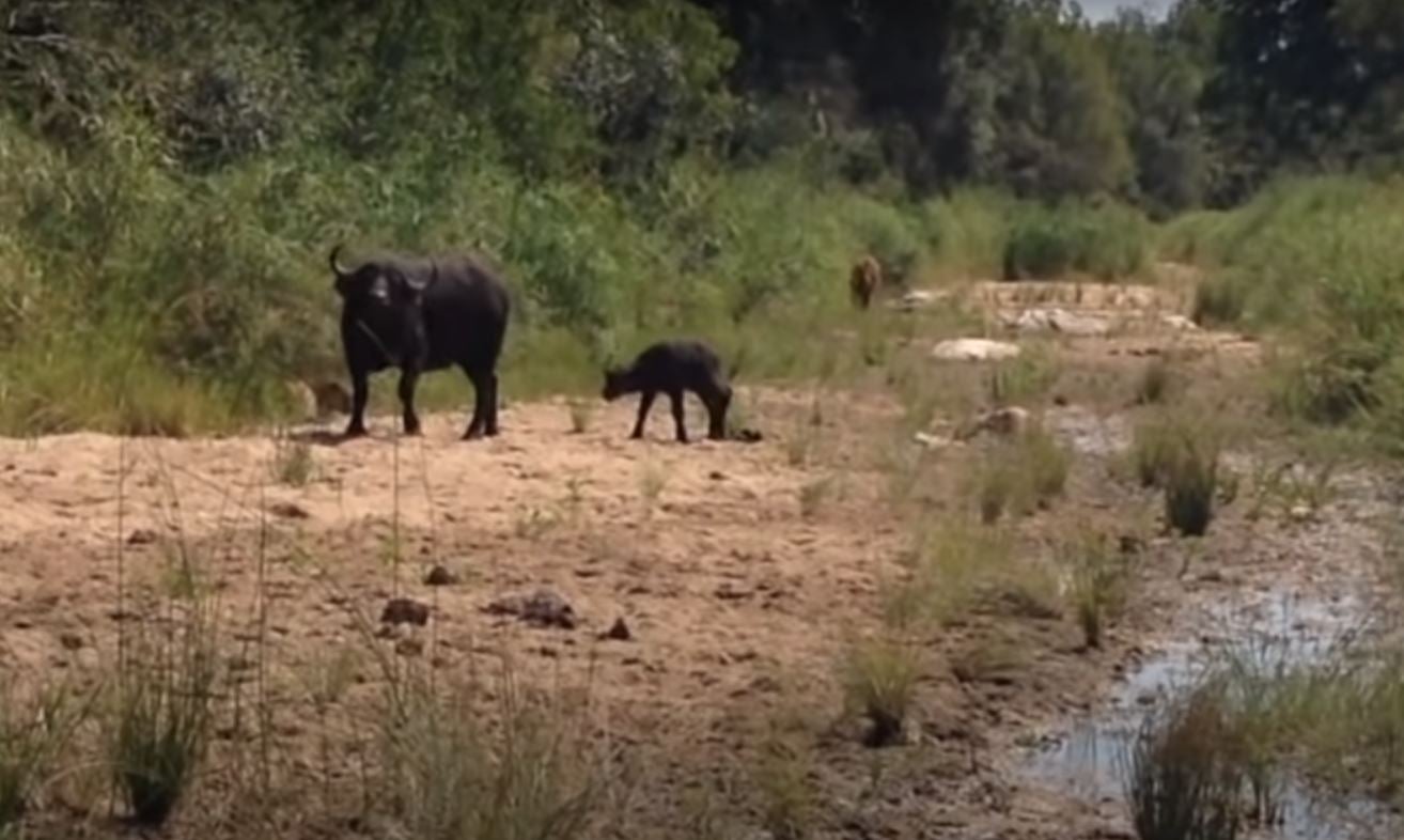 Cría de búfalo huye de leopardo