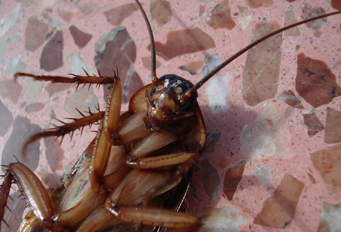 Cucarachas en el café