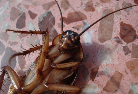 Cucarachas en el café