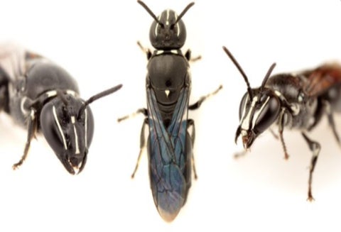 Encontraron abeja que aparentemente llevaba un siglo extinguida en Australia