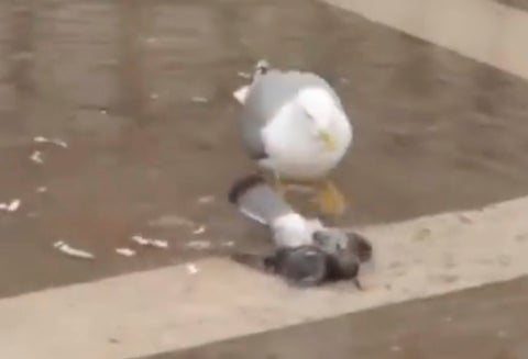 Gaviota ataca a una paloma