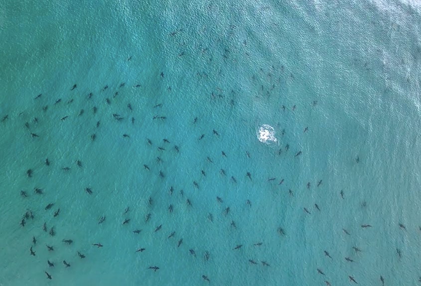 Invasión de tiburones en Miami