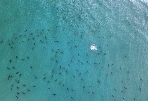 Invasión de tiburones en Miami