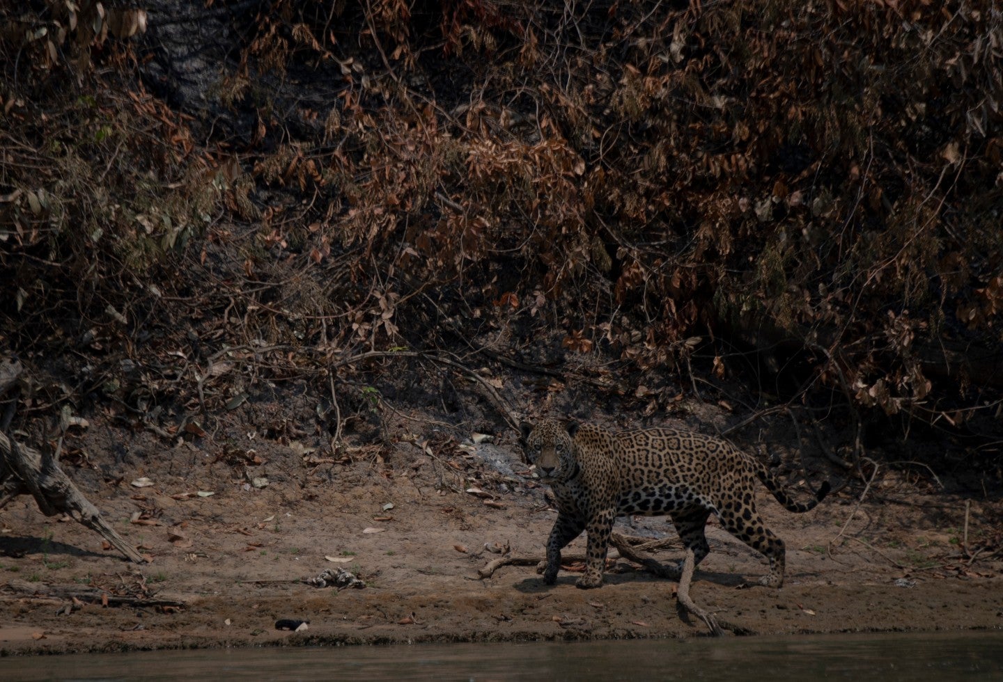 Jaguar en Colombia