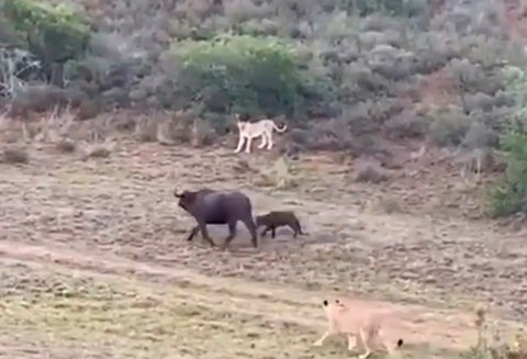 Madre búfalo y su cría