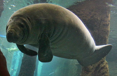 Manatí en cautiverio