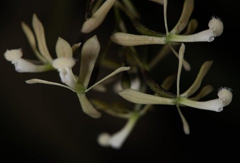 orquídeas