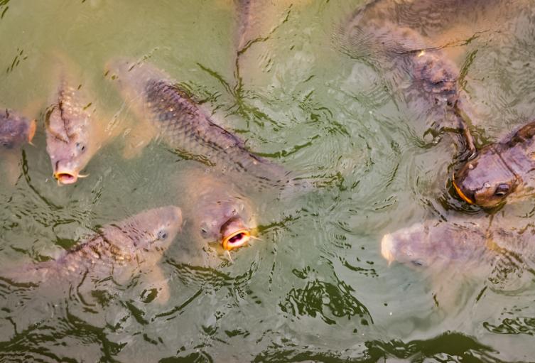 Peces