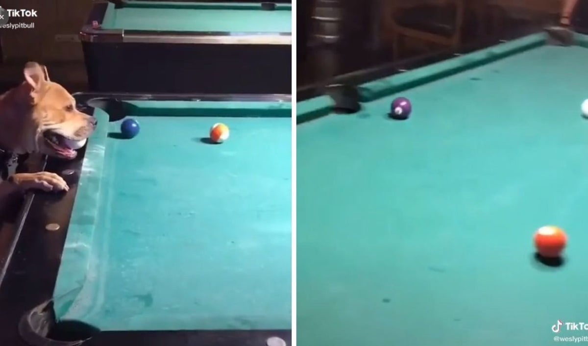Perro juega billar