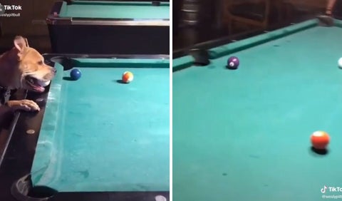 Perro juega billar