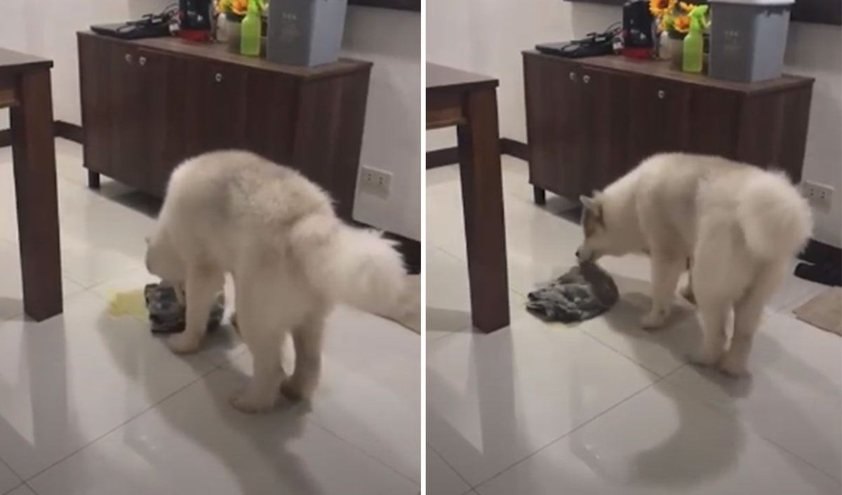 Perro limpiando chichi