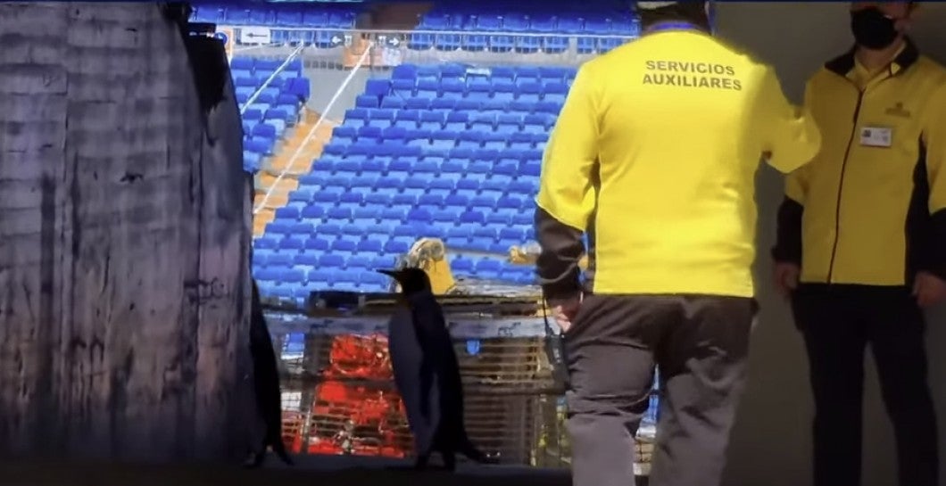 Pingüinos en el Bernabeu