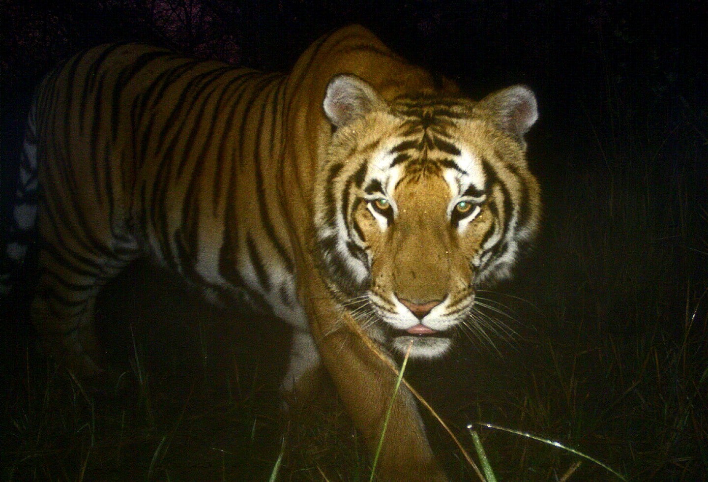 El tigre había sido enjaulado por atacar a humanos pero logró escapar.