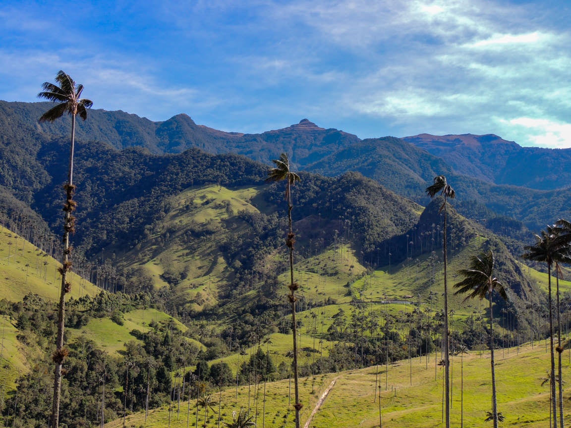 Valle de Cocora, Salento - Archivo Steven Birding Quindío