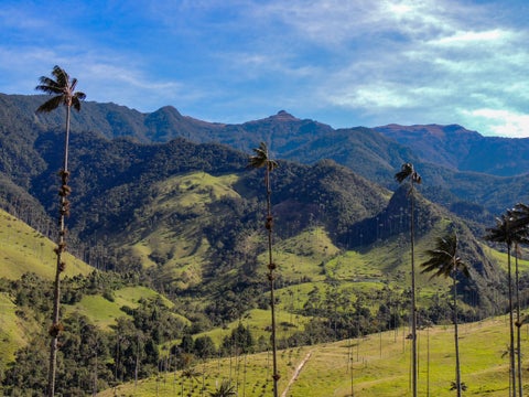 Valle de Cocora, Salento - Archivo Steven Birding Quindío