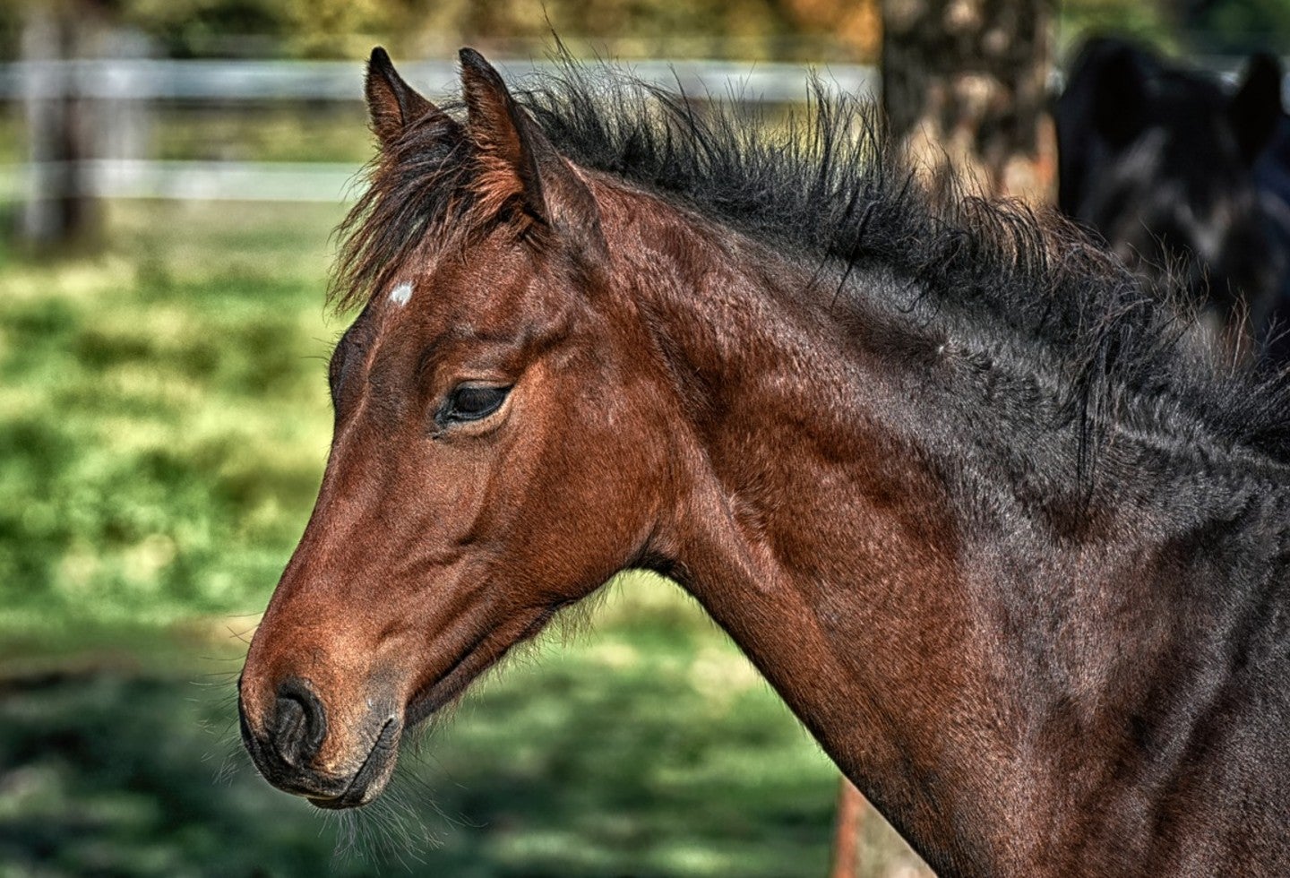 Buscan desde el plasma del caballo encontrar tratamiento al covid