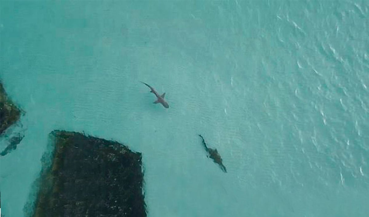 Tiburón y cocodrilo