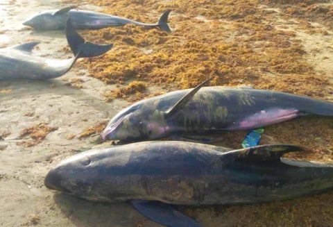 Delfines muertos en playas de Ghana
