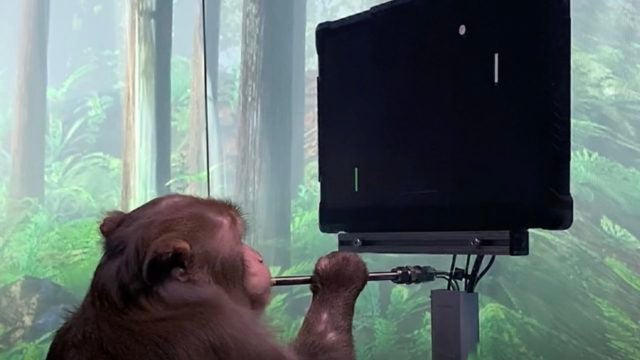 Mono con chip jugando videojuego